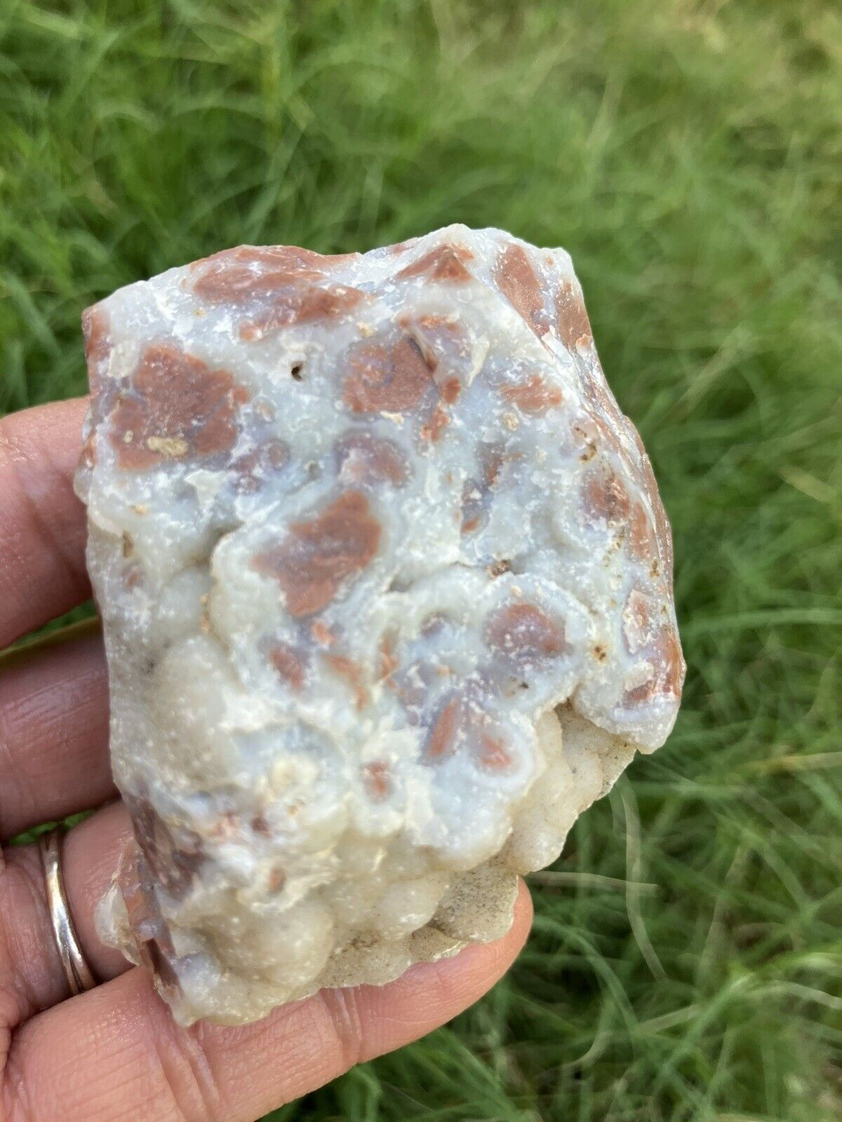 Youngite Agate Specimen (Wyoming) - Old Stock