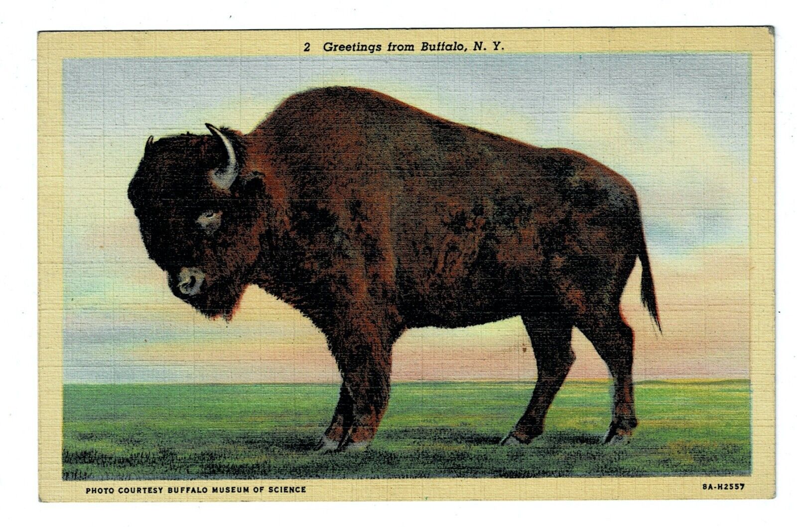 Vintage Postcard Buffalo, NY Linen Posted 1946