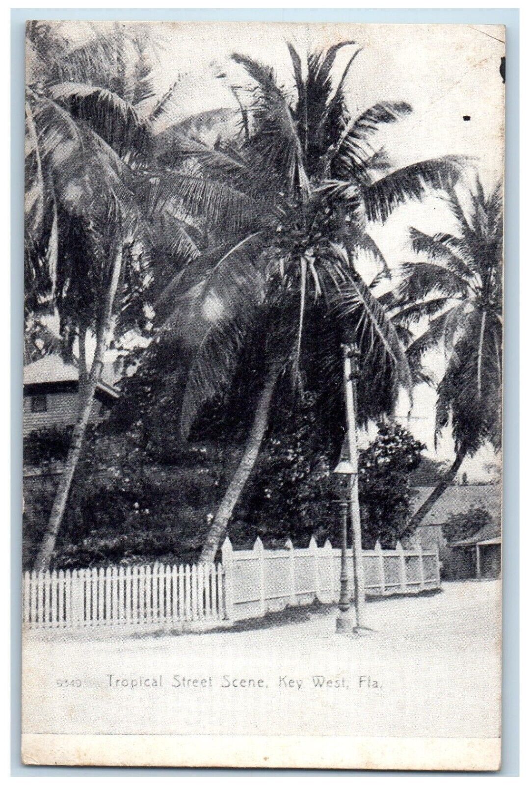 c1905 Tropical Street Scene Key West Florida FL, Palm Trees Fence Postcard
