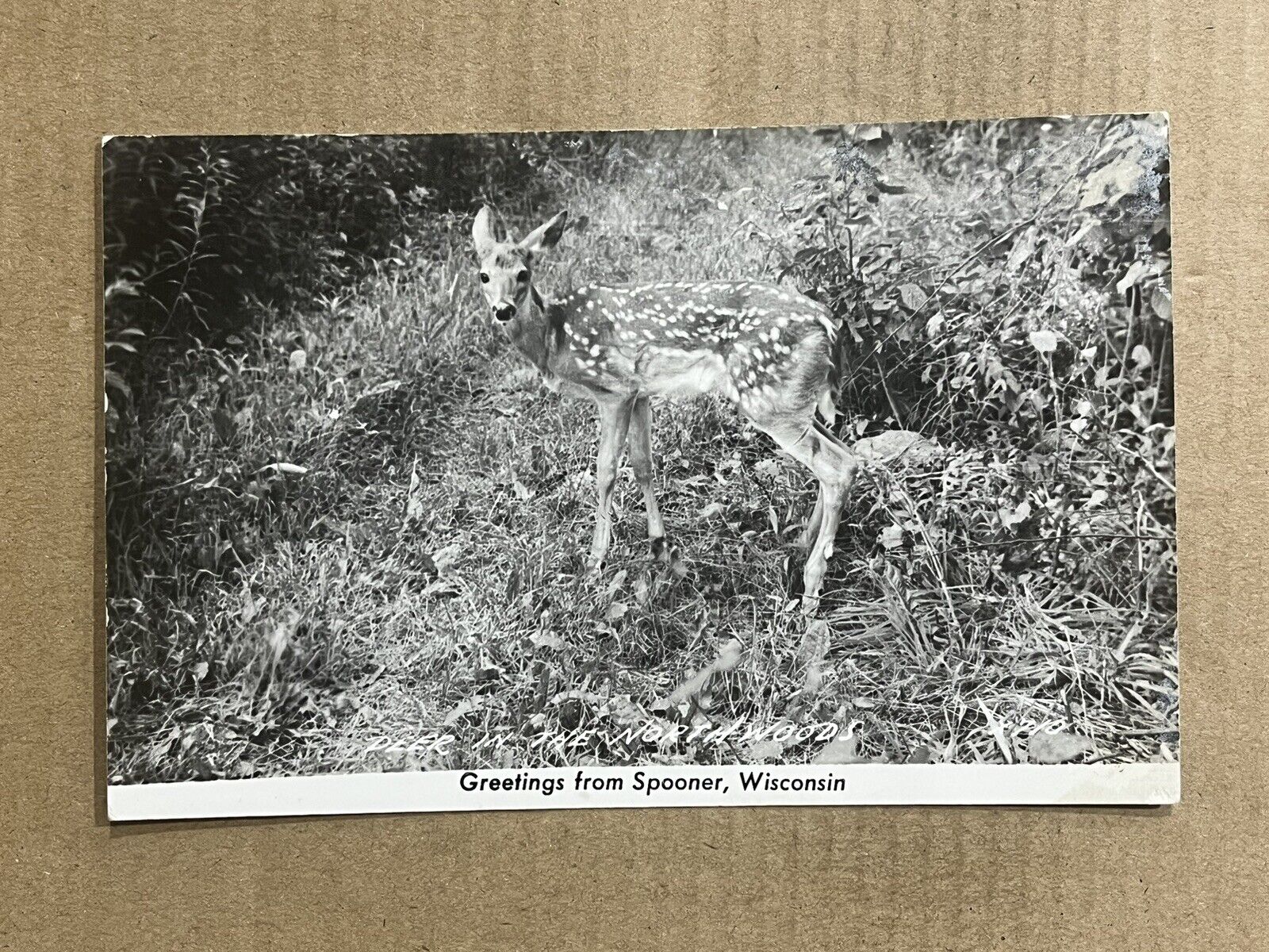 Postcard RPPC Spooner Wisconsin WI Whitetail Deer Fawn Greetings 1948
