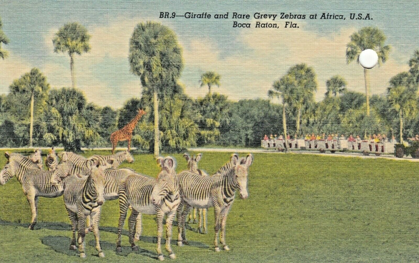 Vintage Animal  Postcard  ZEBRAS  AT AFRICA, U.S.A.BOCA RATON .  LINEN  UNPOSTED