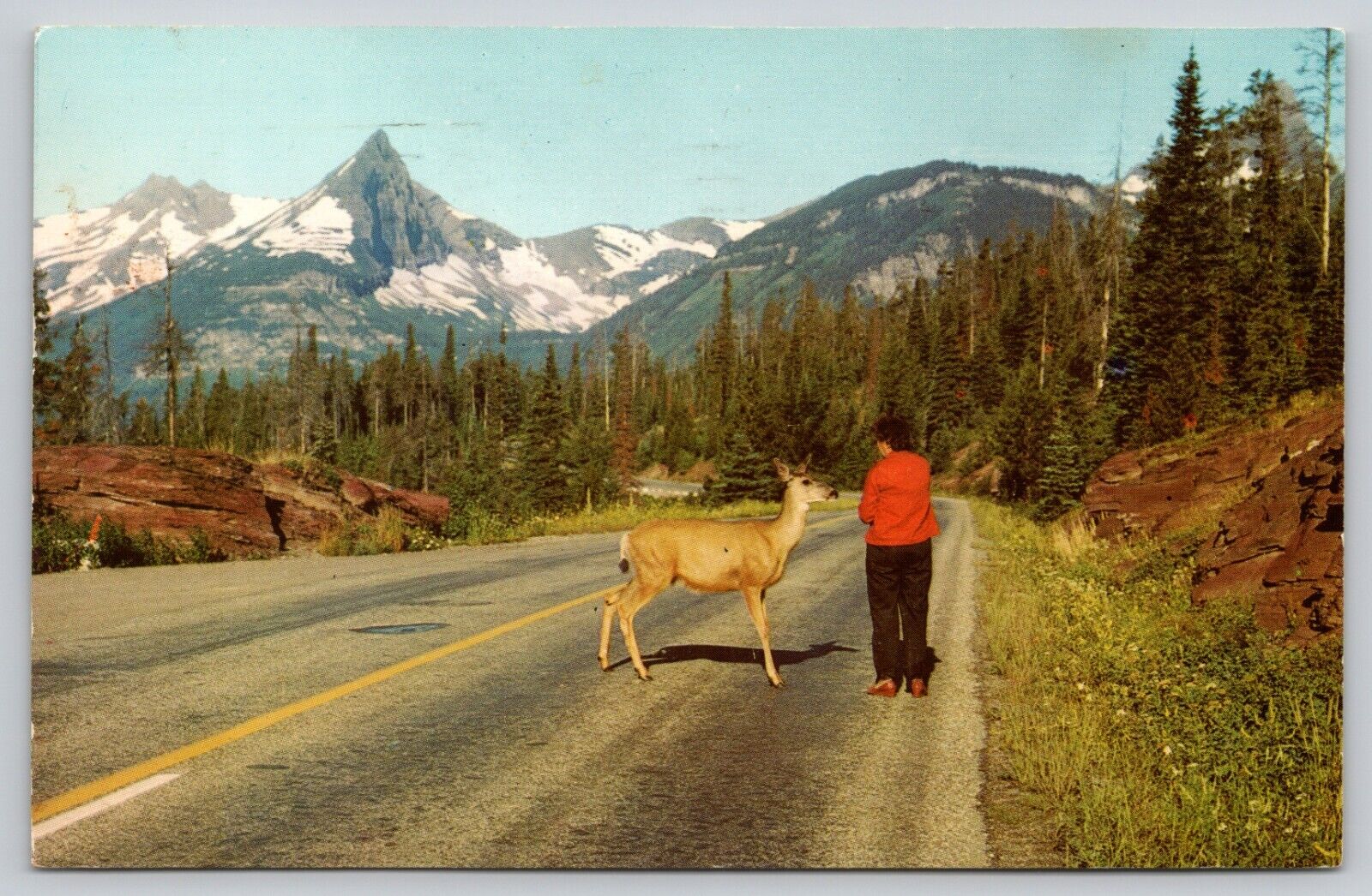 Postcard MT Glacier National Park Wildlife IS Abundant Deer A16