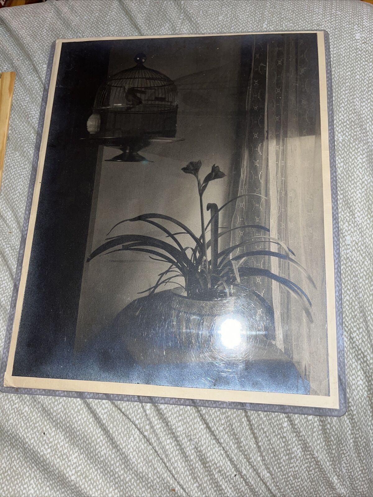 Large 11 x 14” Vintage Eclectic Photo: Bird in Cage Above Potted Plant