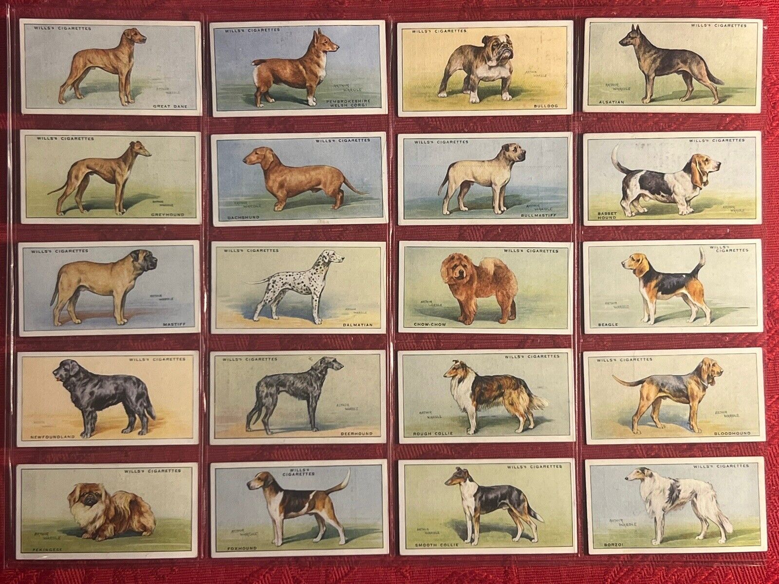 1937 W.D. & H.O. WILLS-DOGS-FULL LENGTH DOGS-COMPLETE 50 CARD SET-EXCELLENT-WOW