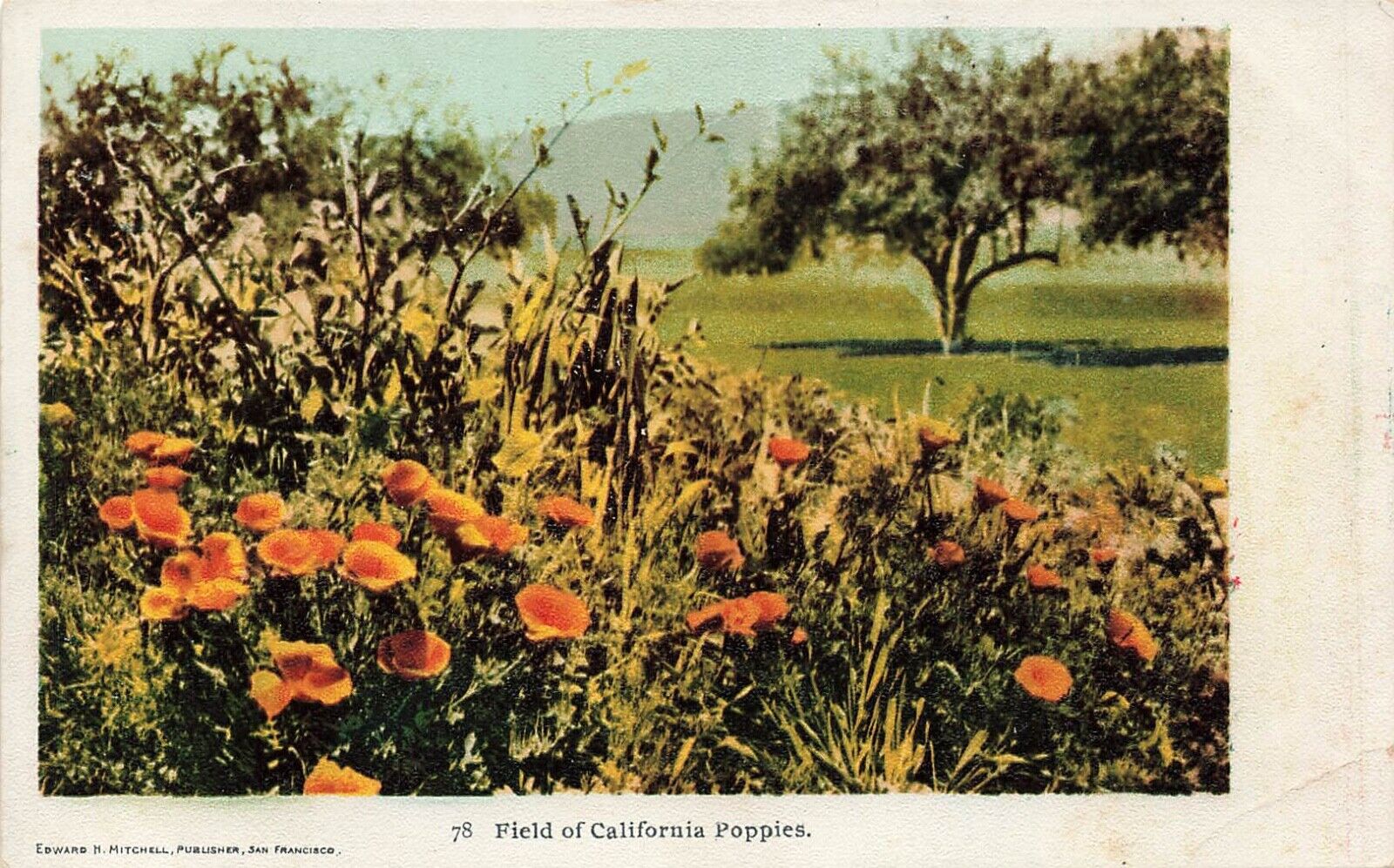 Postcard Field of California Poppies Undivided Back