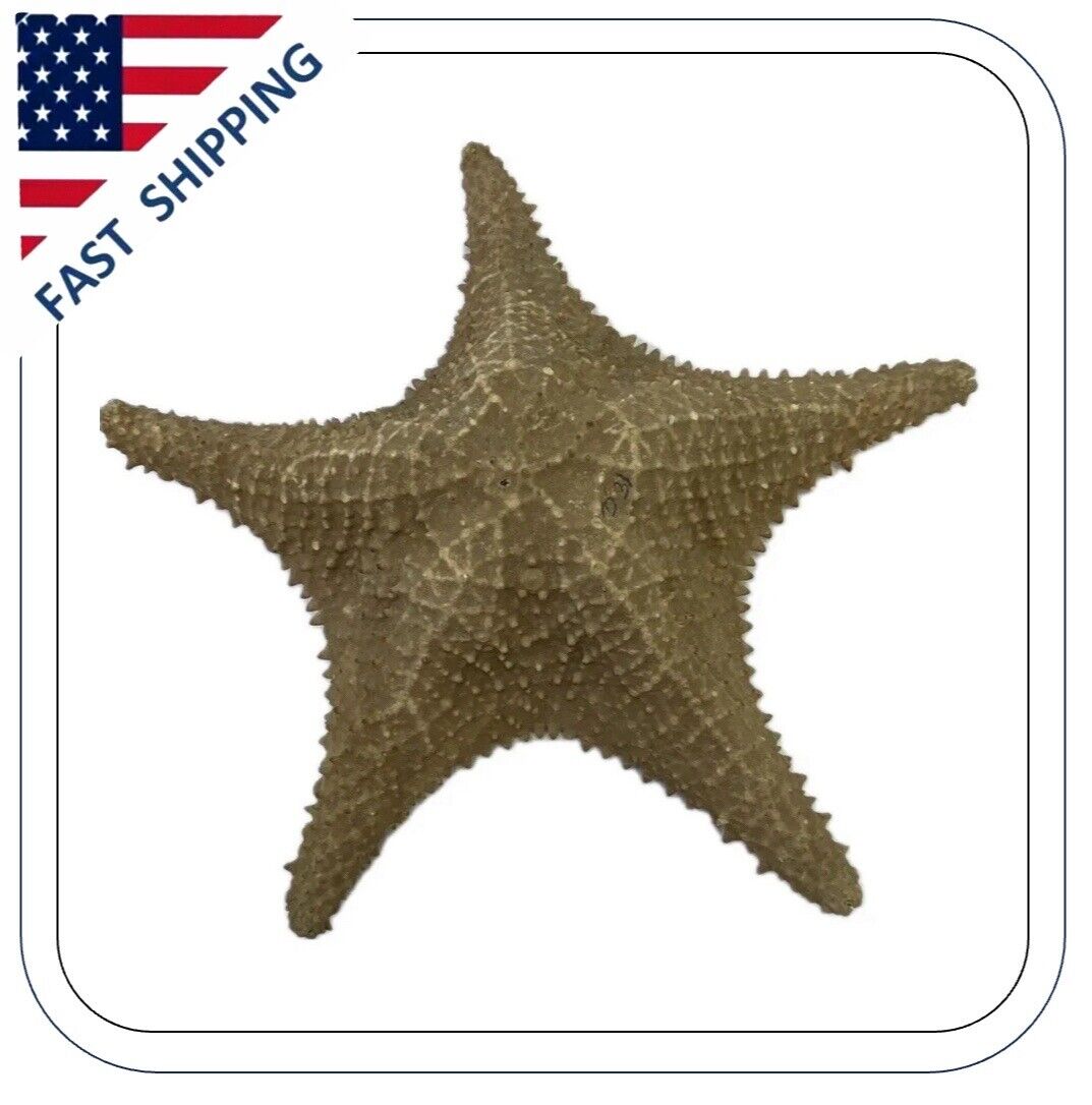 Vintage Real Dried Starfish Seashell Shell Beige Size 10\