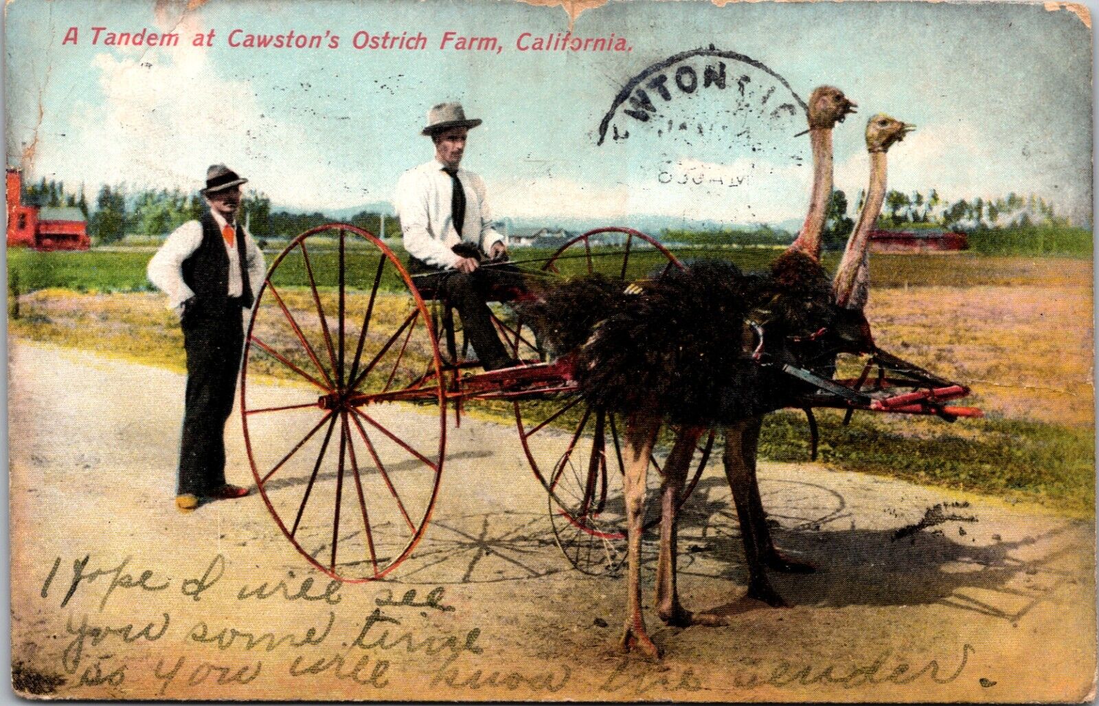 1908 Cawston Ostrich Farm Pasadena California CA Vintage Postcard L67