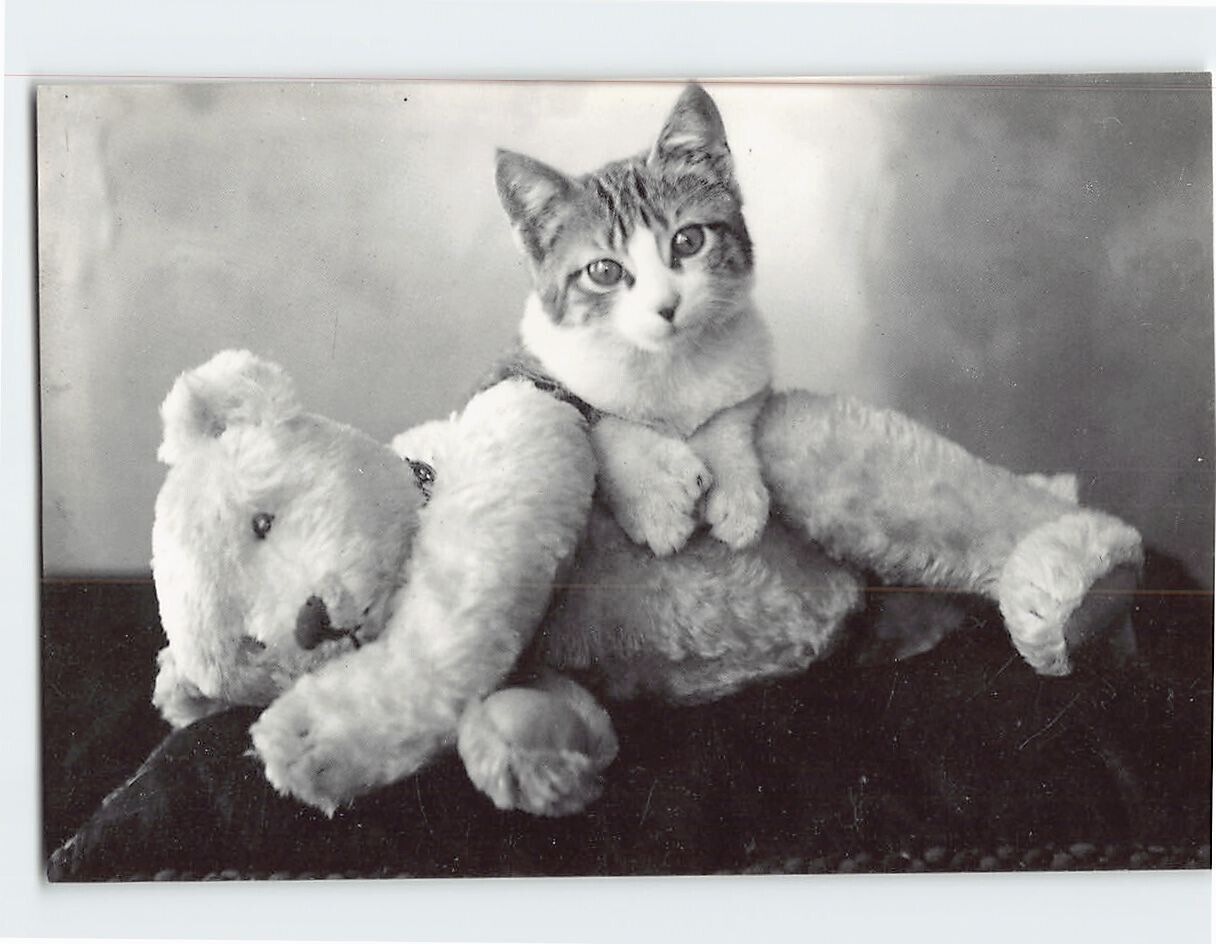 Postcard A Kitten and a Toy Teddy Bear Pose