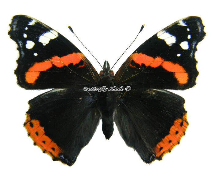 Unmounted Butterfly/Nymphalidae - Vanessa atalanta atalanta, Poland