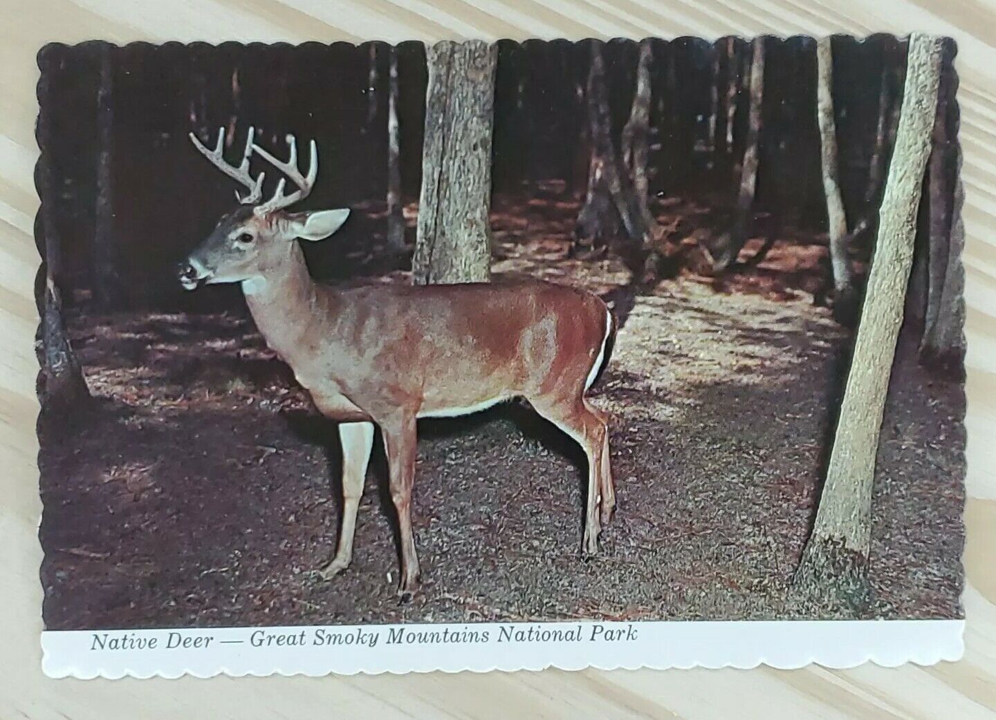 Postcard Native Deer Great Smoky Mountains National Park Cades Cove Tennessee A3