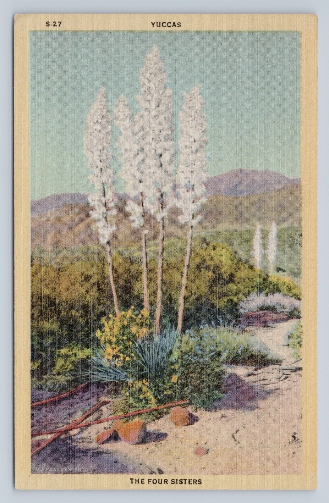Postcard Yuccas The Four Sisters Arizona