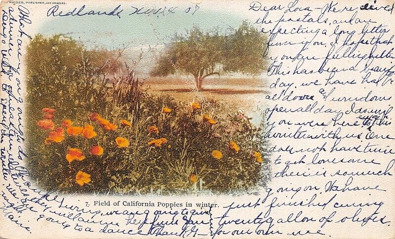 7 Field of California Poppies in Winter 1907 Redlands Ca