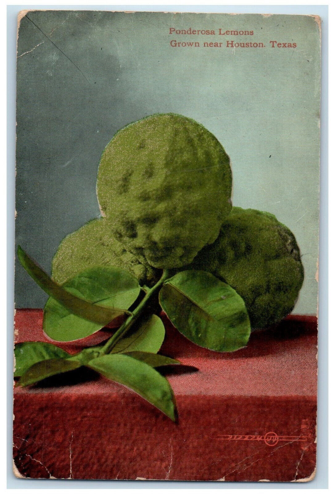 1919 View Of Ponderosa Lemons Grown Near Houston Texas TX Antique Postcard