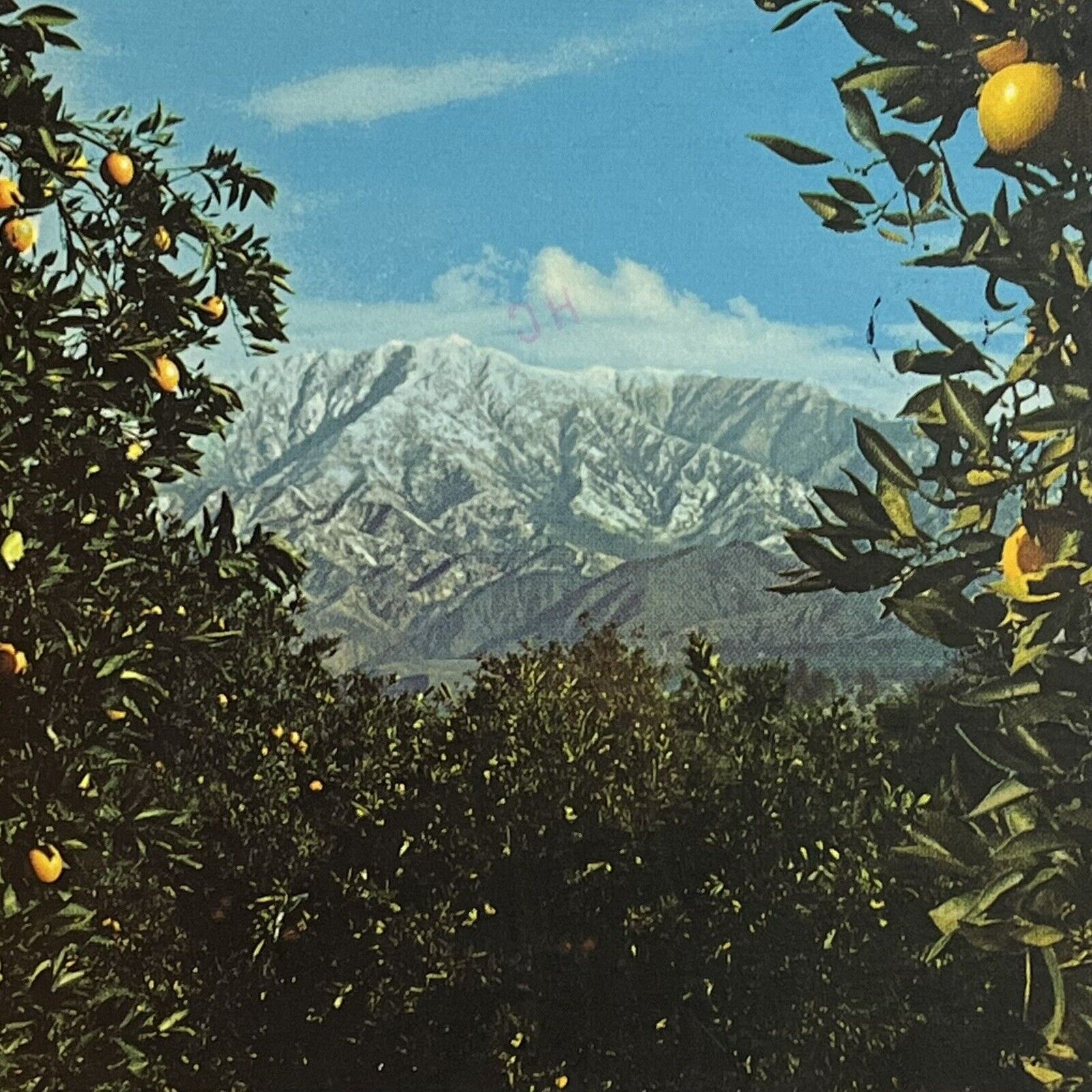 Vintage Postcard California ⭐️ Southern Winter Orange Grove USA Posted Stamped