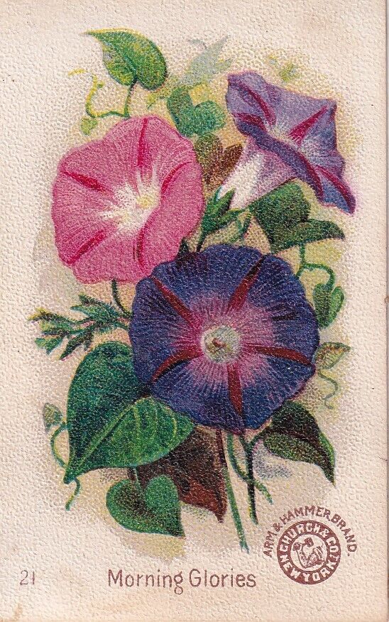 1800s Victorian Trade Card -Arm & Hammer Beautiful Flowers #21 Morning Glory-#b1