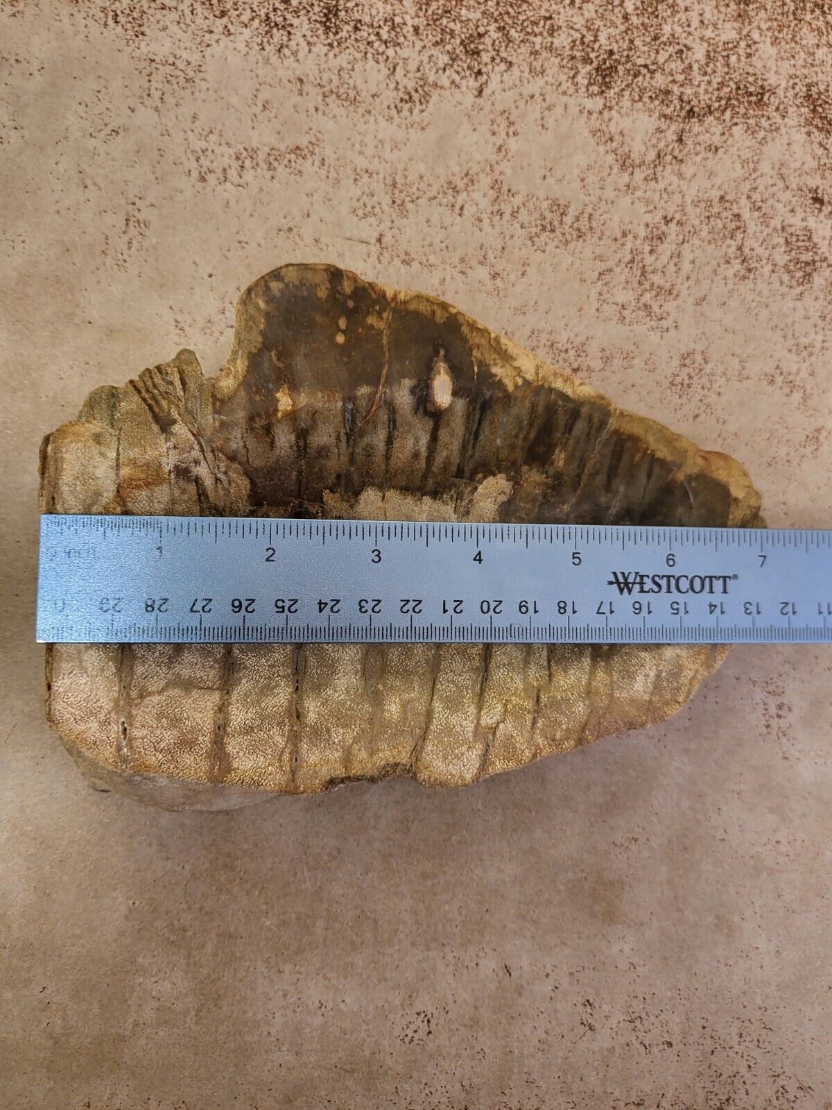 Petrified Fossil Wood Indonesian Specimen Soap Dish Bowl Large 3.8lbs, 7\