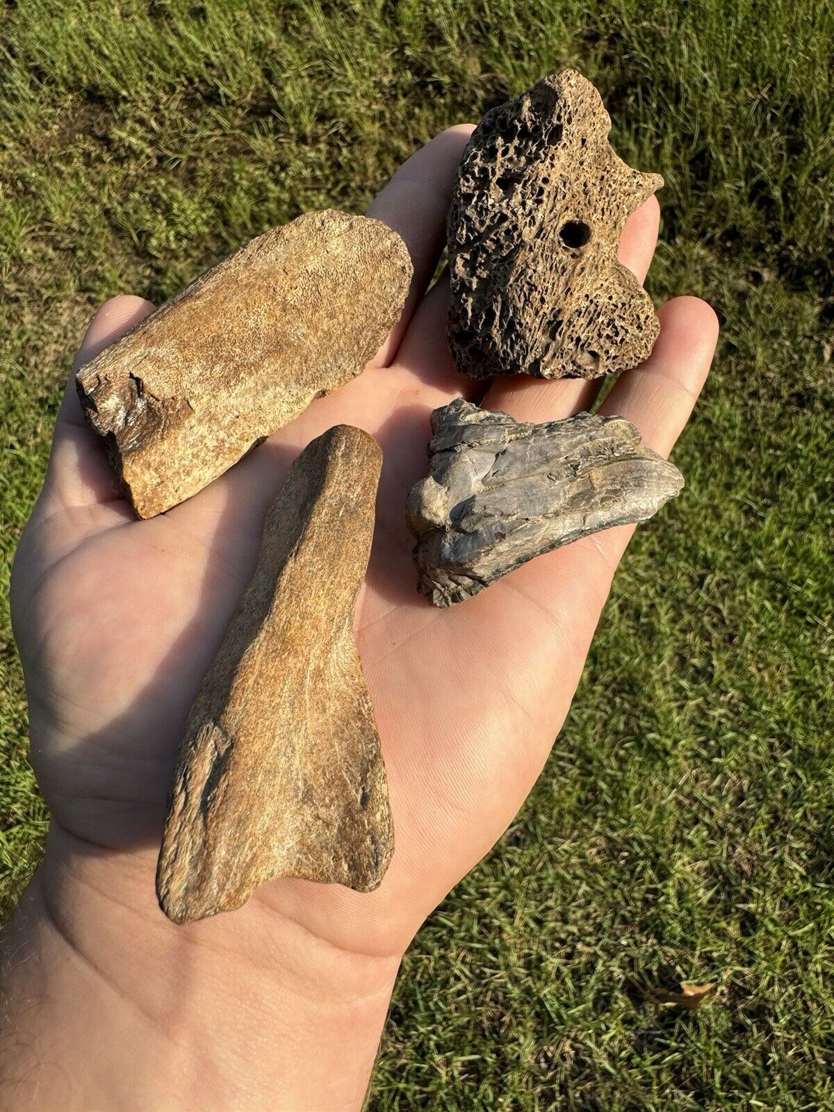 Nice Cretaceous Period Fossil Collection From North East Mississippi