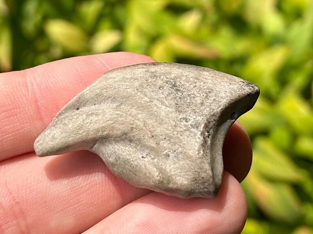 NICE Theropod Dinosaur Claw Fossil from Niger Dino Bones Kryptops Eocarcharia
