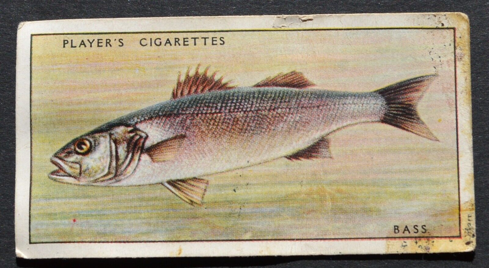 1935 John Players Cigarette Card Fresh-Water Fishes No. 2 Bass or Sea-Perch