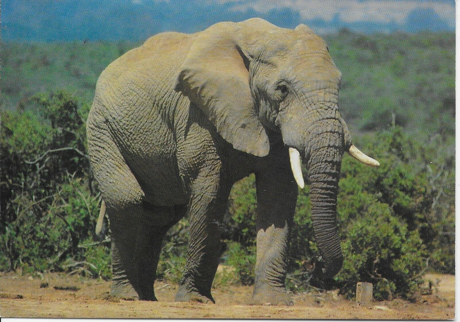 Addo Elephant National Park, South Africa --POSTCARD