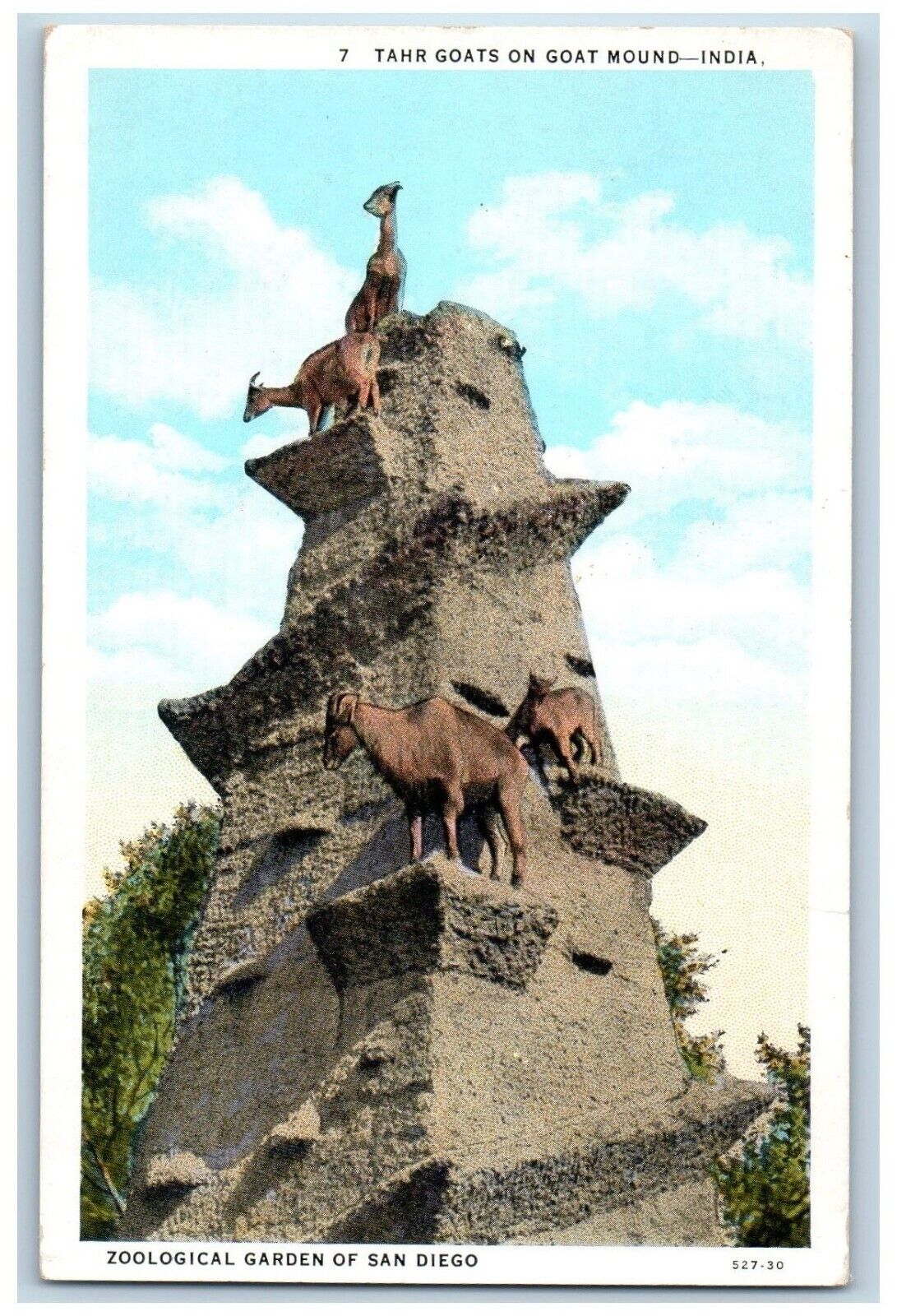 San Diego California CA Postcard Tahr Goats Goat Mound Zoological Garden c1920