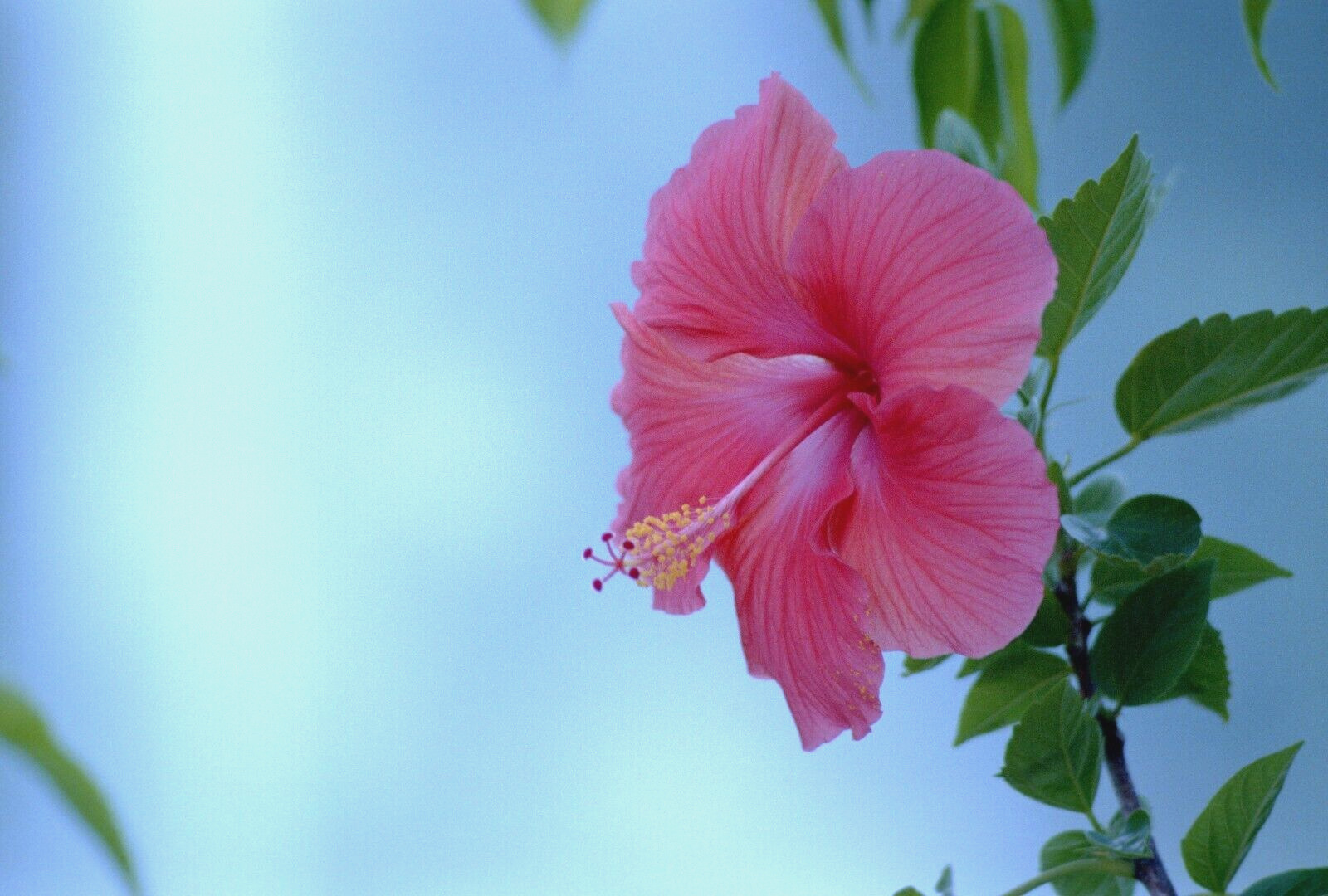 Hibiscus Flower Closeup Original 35 mm Color Negative
