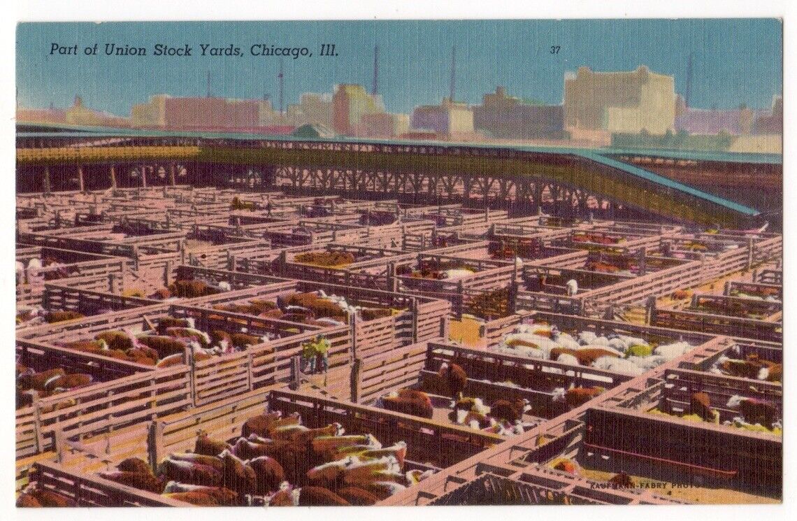 Chicago Illinois c1940's Union Stock Yards, cattle pens