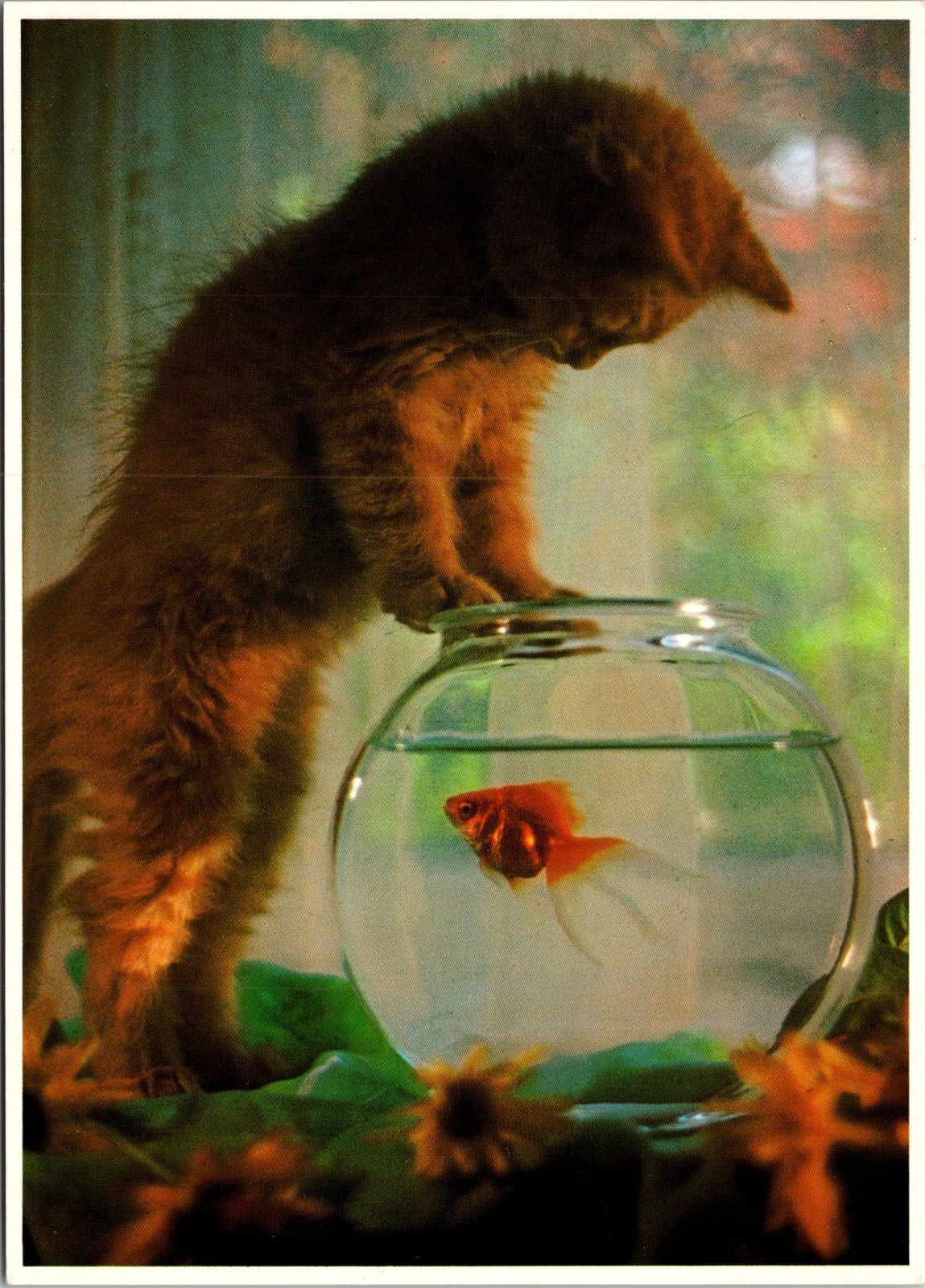 Postcard Kitten with Goldfish Bowl - c1979 Impact Photography Unposted Chrome