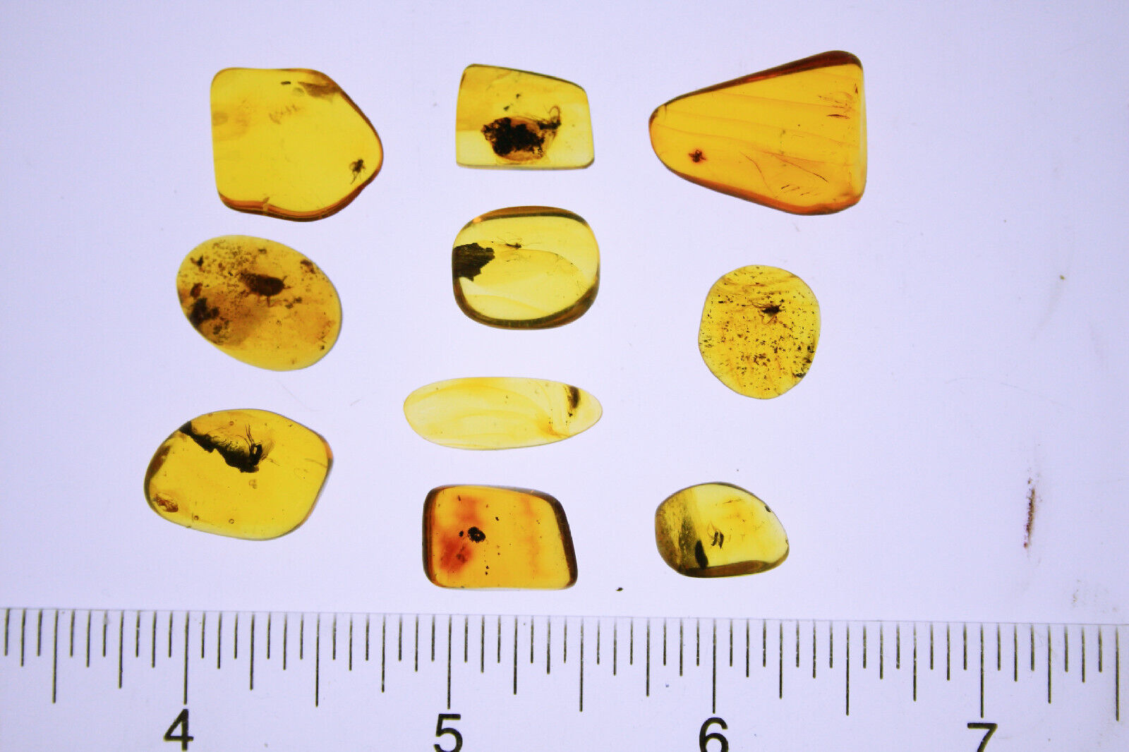 10 Pieces of Amber each with an Insect Inclusion Millions of Years Old