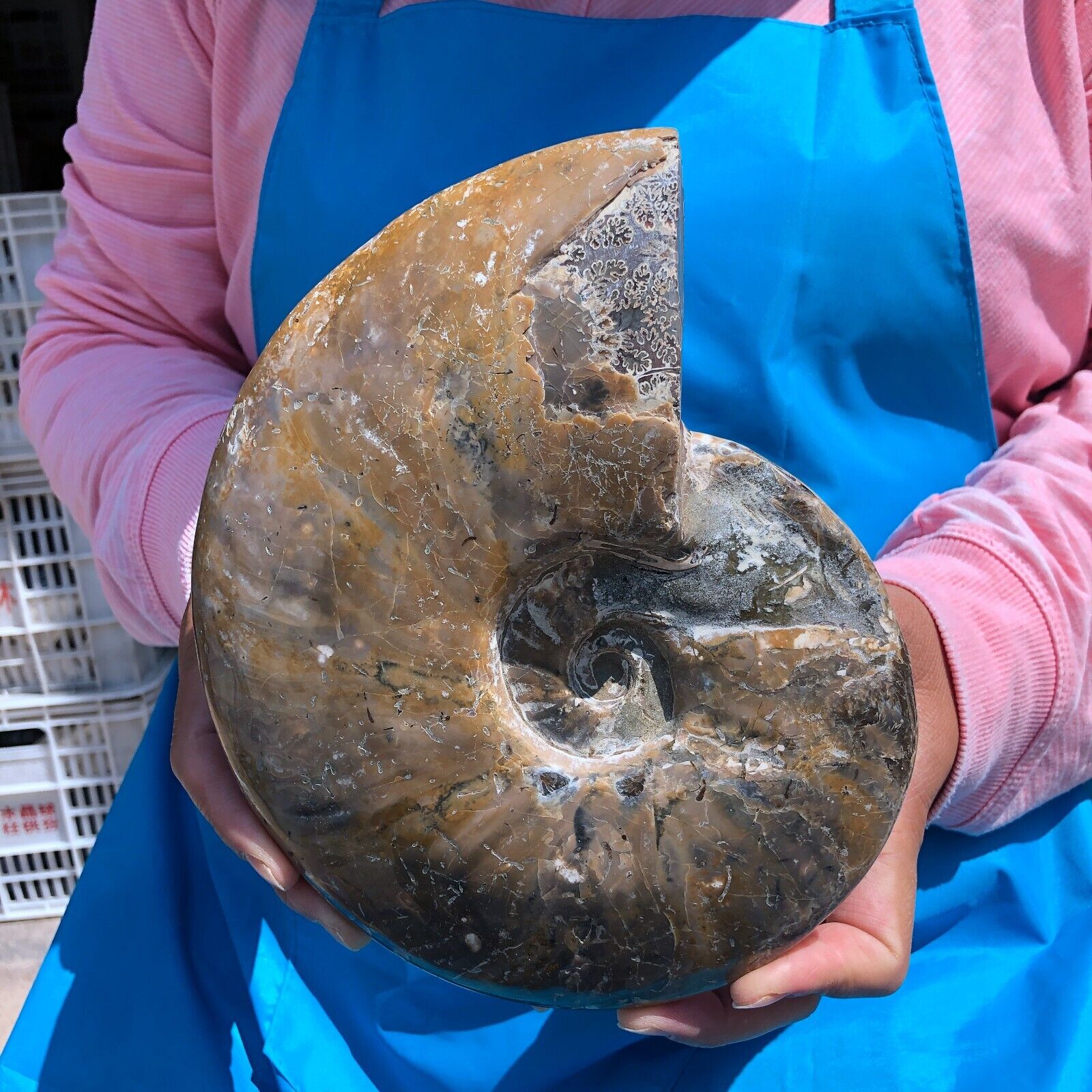 4.31 LB Natural conch Fossil slice Sea Conch Crystal Mineral Specimen 1451