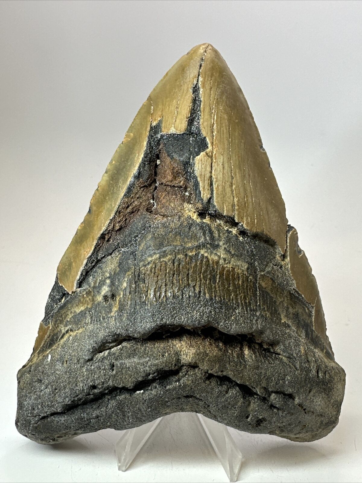 Megalodon Shark Tooth 5.83” Huge - Natural Fossil - Real 18067