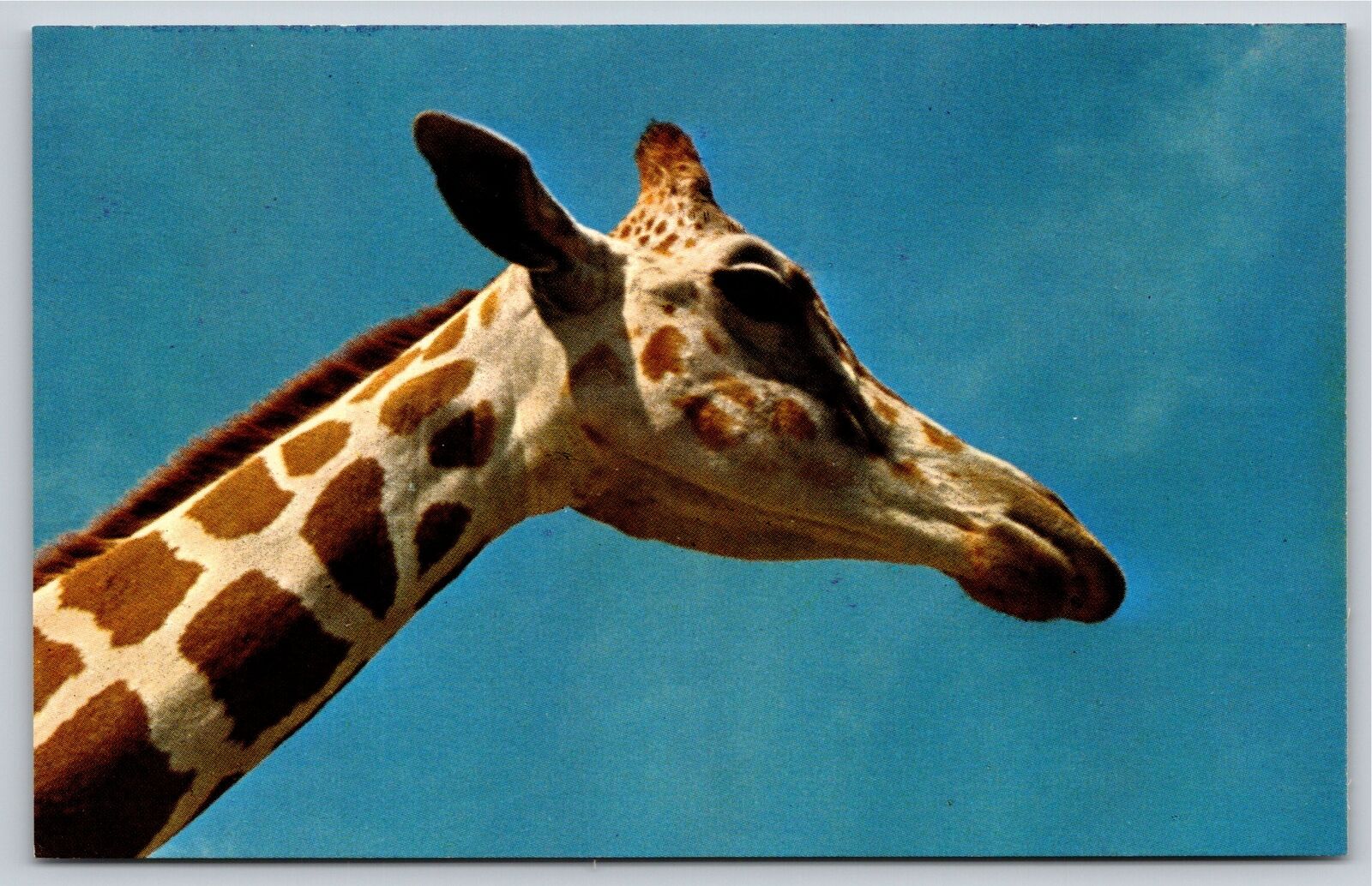 Animals~Nubian Giraffe\'s Head From Below~Vintage Postcard