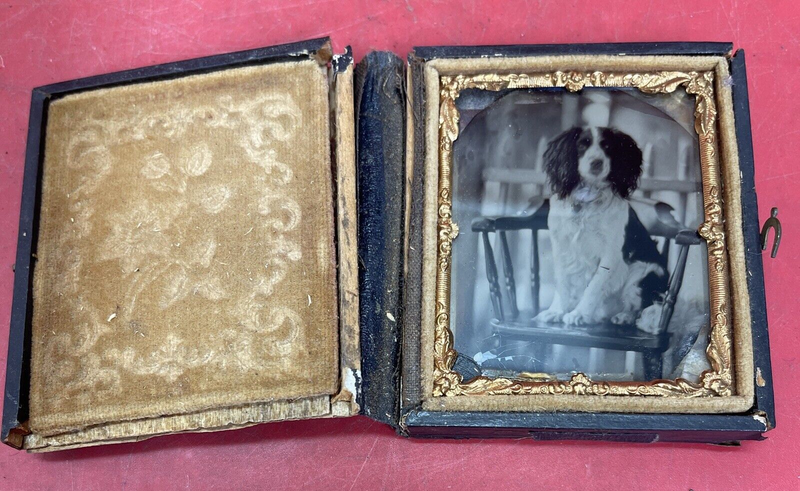 Antique Vintage Tintype Photograph of a Dog