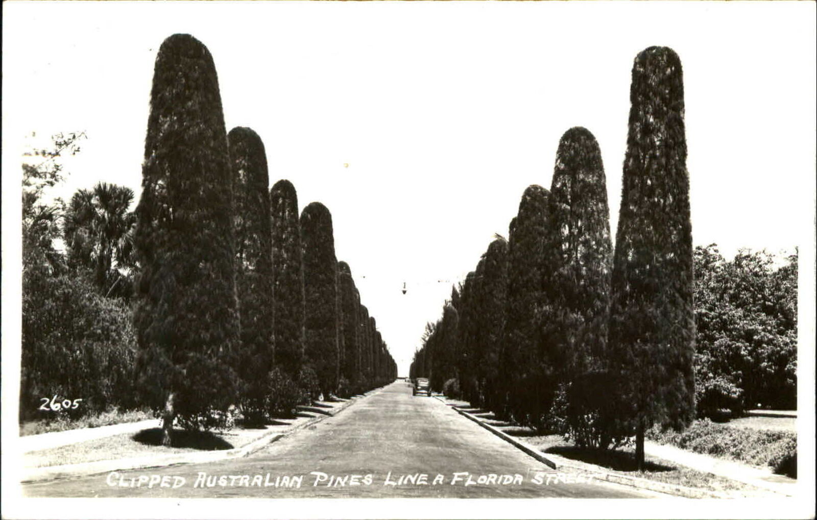 Clipped Australian Pines along a Florida Street location unknown RPPC EKC 1940s