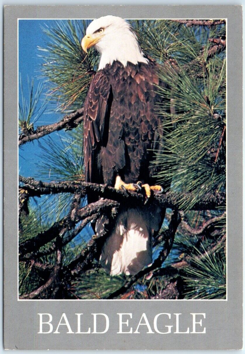 Postcard - American Bald Eagle