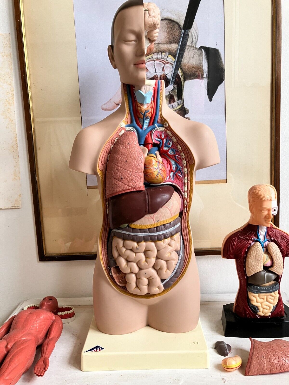 VINTAGE ANATOMICAL PRINT 3D HUMAN BODY MODEL, ARTISTIC REPRODUCTIONS, SKELETON