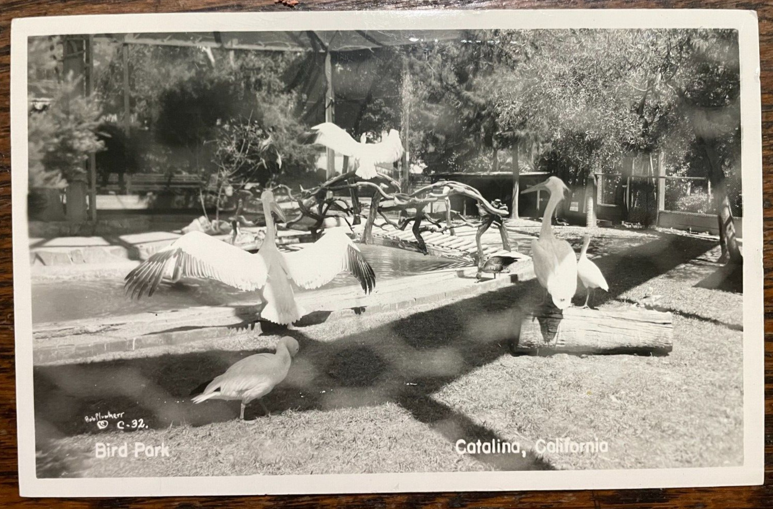 Vintage Postcard 1930\'s Bird Park Catalina California *REAL PHOTO* (CA)