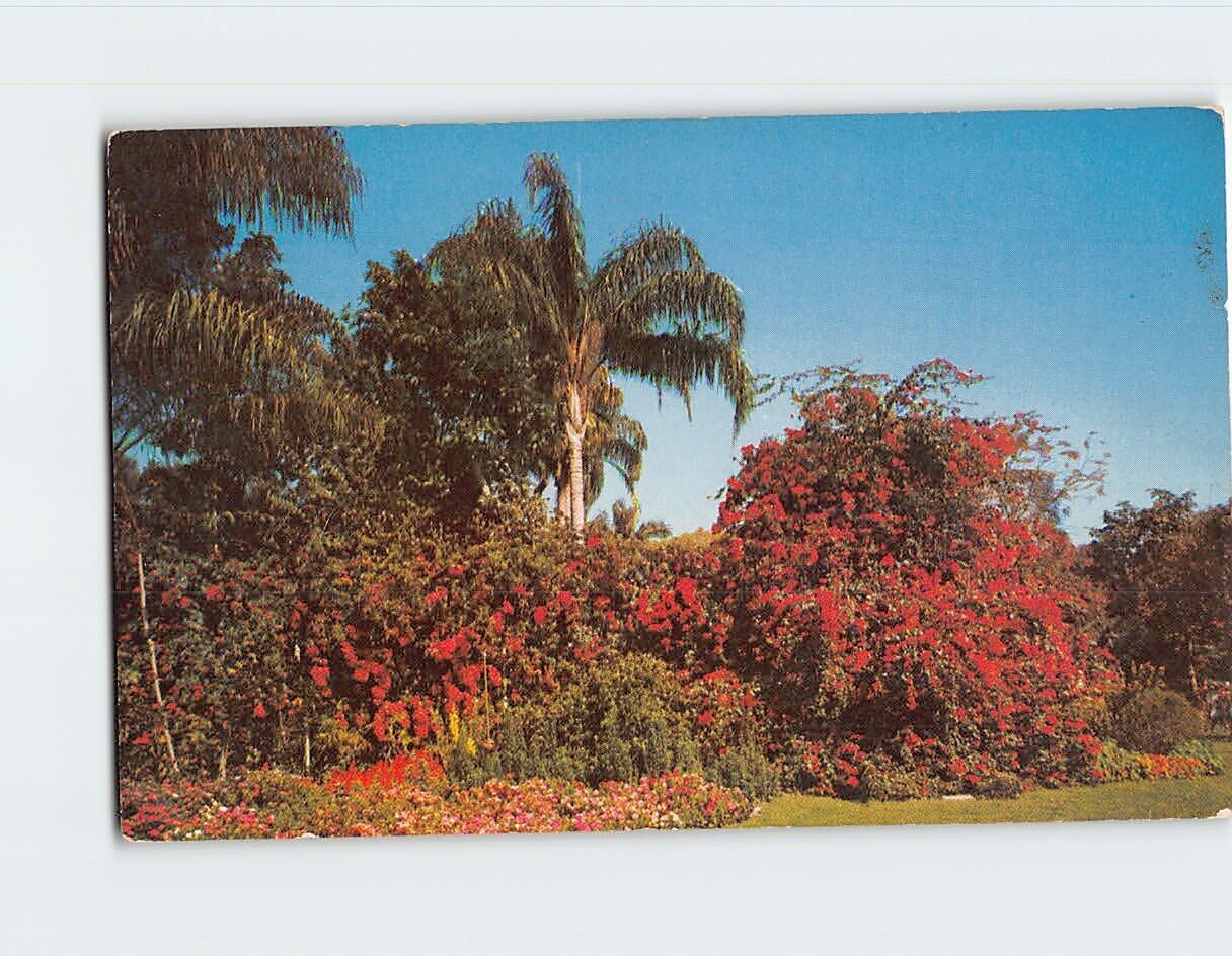 Postcard Floral Display Sunken Gardens St. Petersburg Florida USA