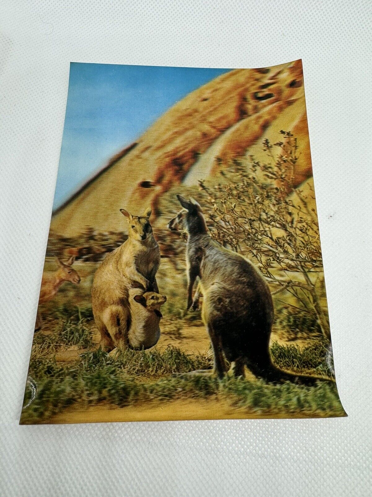 LENTICULAR ANIMAL Postcard Kangaroos Zurich Australia New Zealand