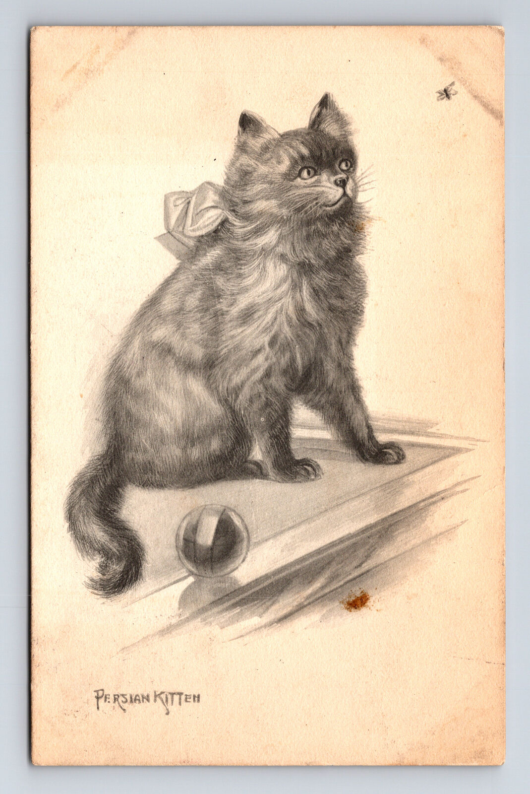 1911 Artist Pencil Sketch of Persian Kitten Cat Eying a Fly Postcard
