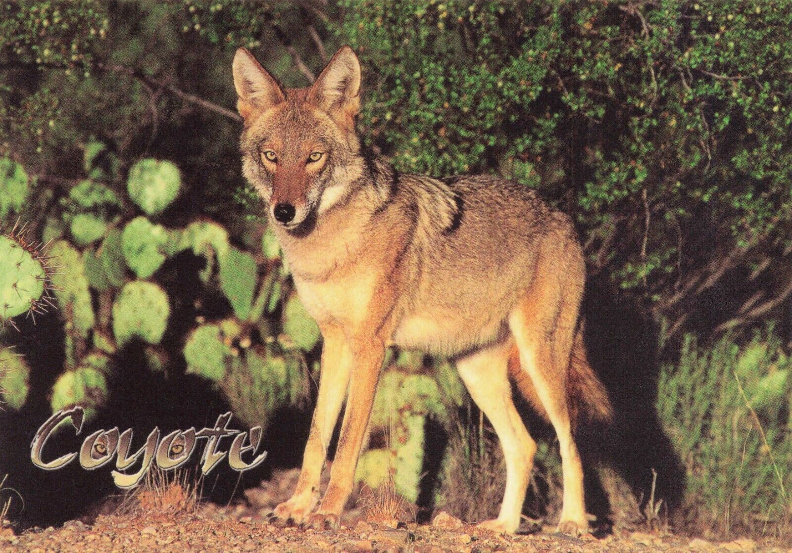 Animal Coyote Chrome Postcard Unposted Unused