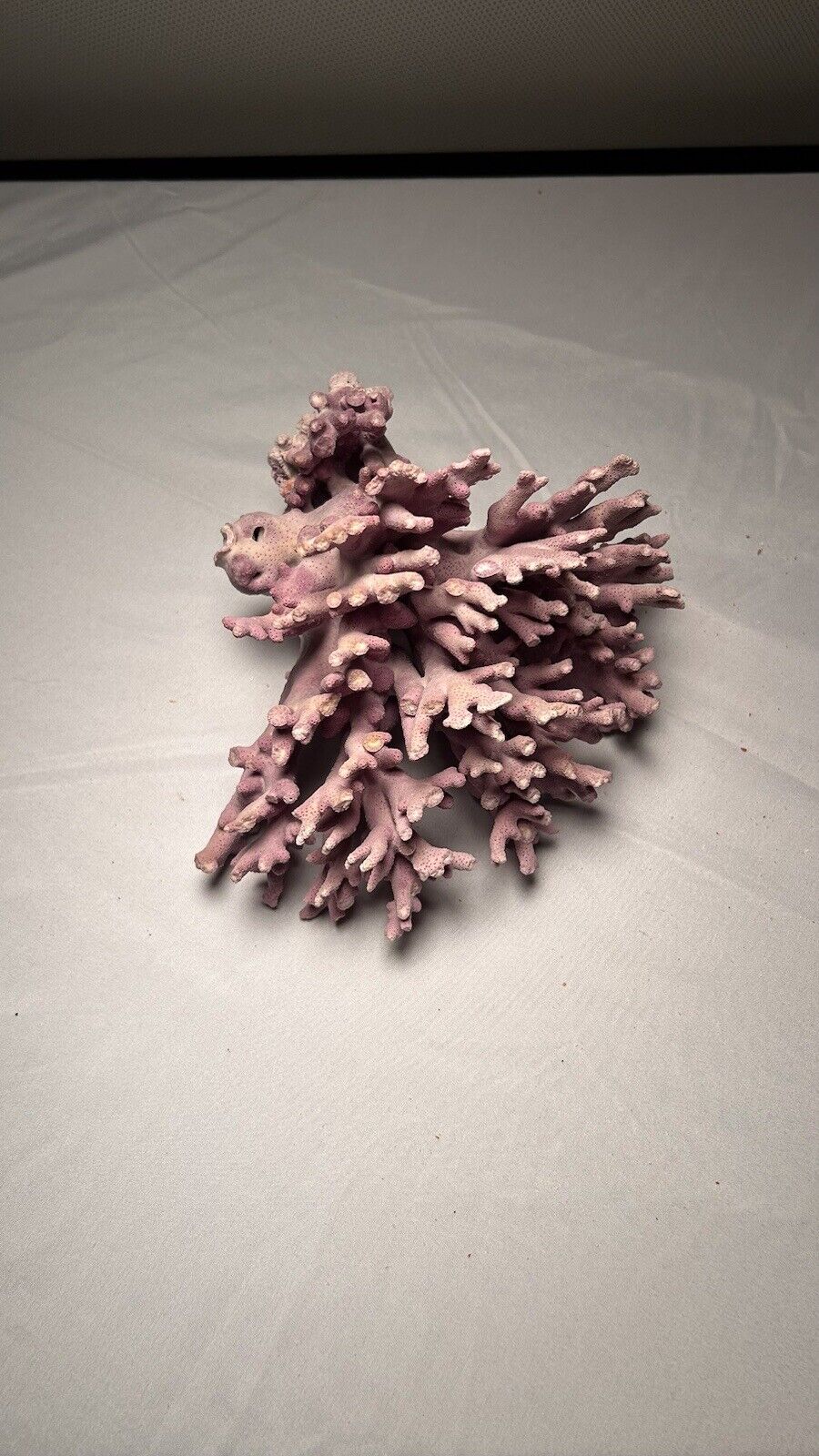 Real Purple Coral Natural Decoration