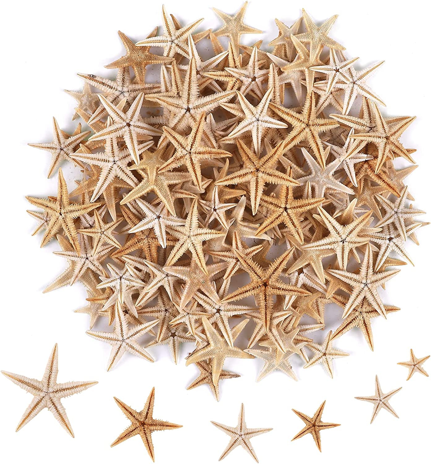 100 Pcs Small Starfish Star Sea Shell Beach for Craft 0.4\