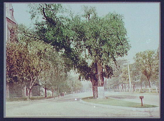 Washington Elm,historic trees,Cambridge,Massachusetts,Detroit Publishing,c1899