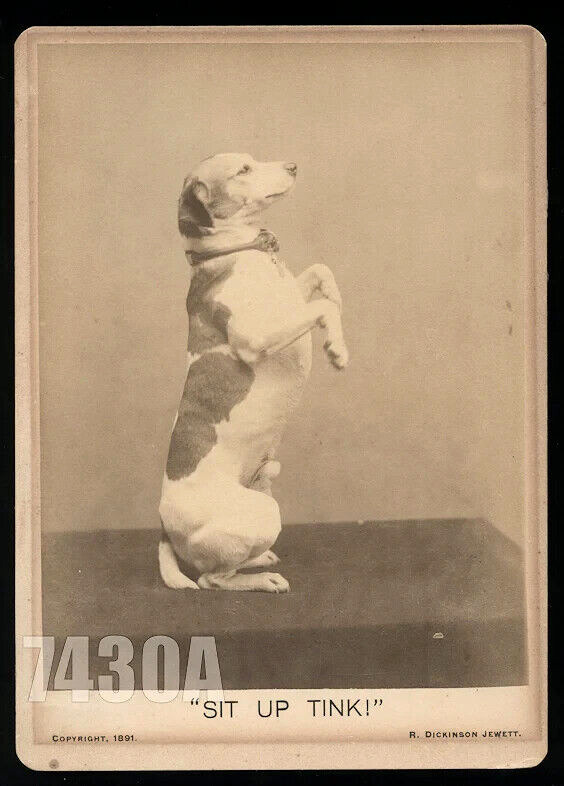Sit Up Tink Rare Oversized 1891 Photo Jack Russell Terrier Trick Dog