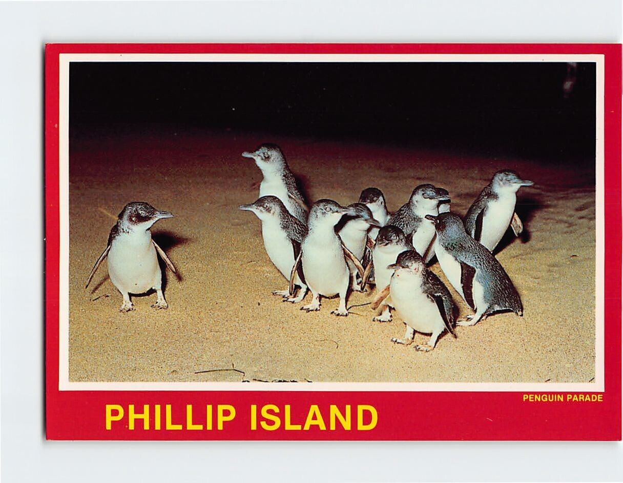 Postcard Penguin Parade, Phillip Island, Australia