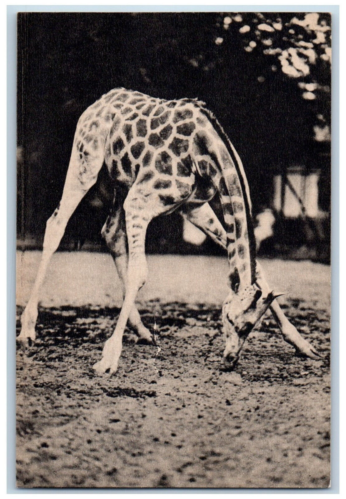 Ueno Japan Postcard View of Giraffe Exhibit 1933 Vintage Unposted