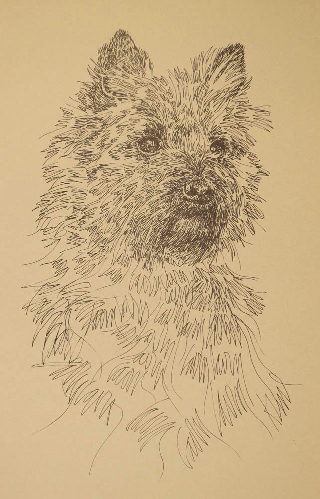 Cairn Terrier Dog Art Portrait Print #55 Kline adds dog name free. WORD DRAWING