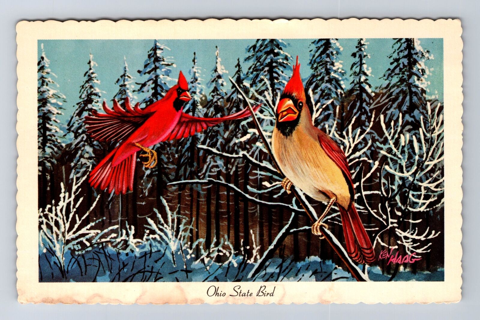 OH-Ohio, Cardinal, State Bird, Antique, Vintage Postcard