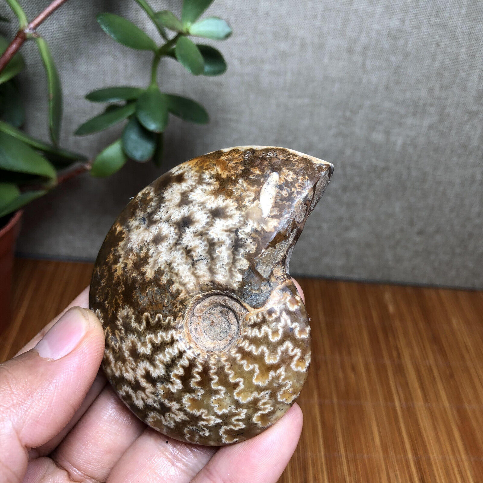 67mm Top rare Natural conch ammonite fossil specimens Madagascar 85g A2713